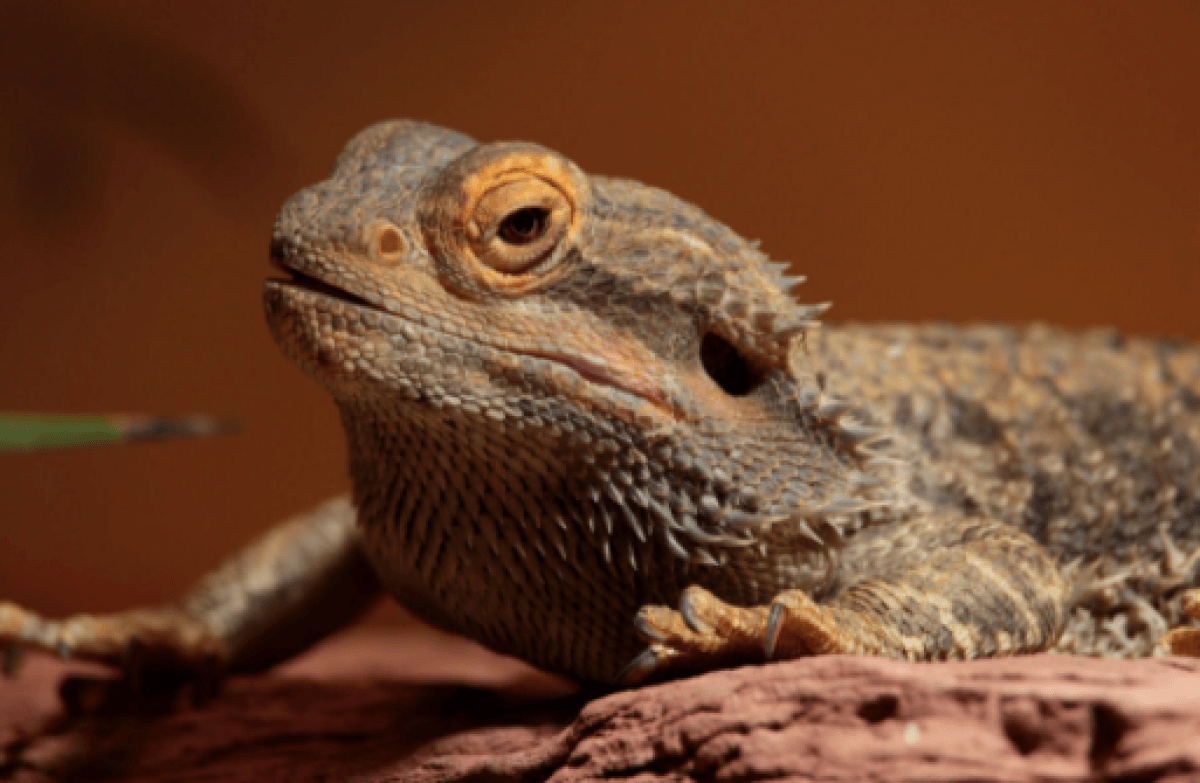 Bearded Dragon Health Concerns  Long Island Avian & Exotic Vet Clinic