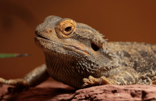 3 Tips for Keeping Your Bearded Dragon a Happy Reptile