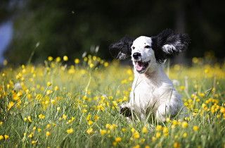 pup-g32026fa24_640