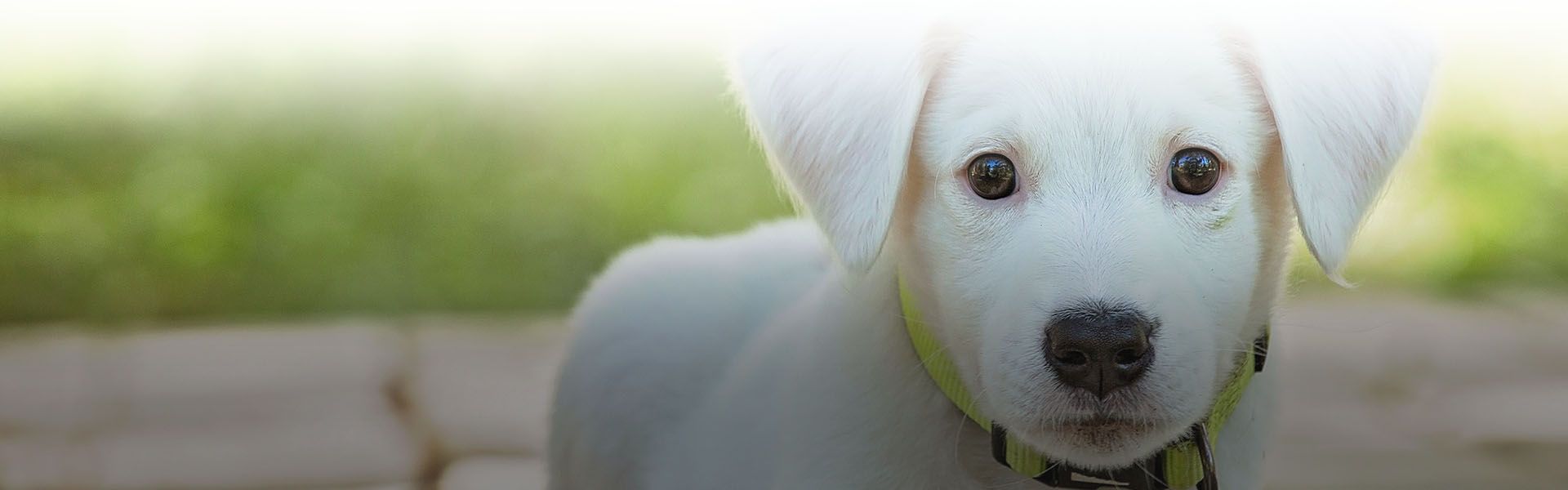 white labrador puppy with a green collar sitting on the ground with a blurred background at city vet veterinary clinic