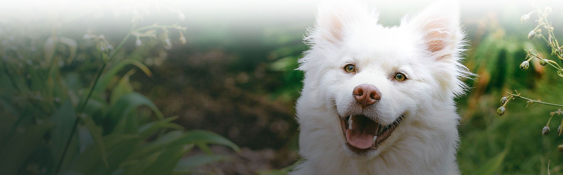 white happy dog sticking out tongue looking at camera with blurred green background