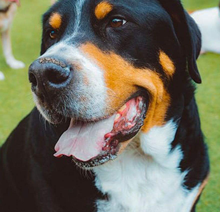 happy greater swiss mountain dog sitting on a green ground