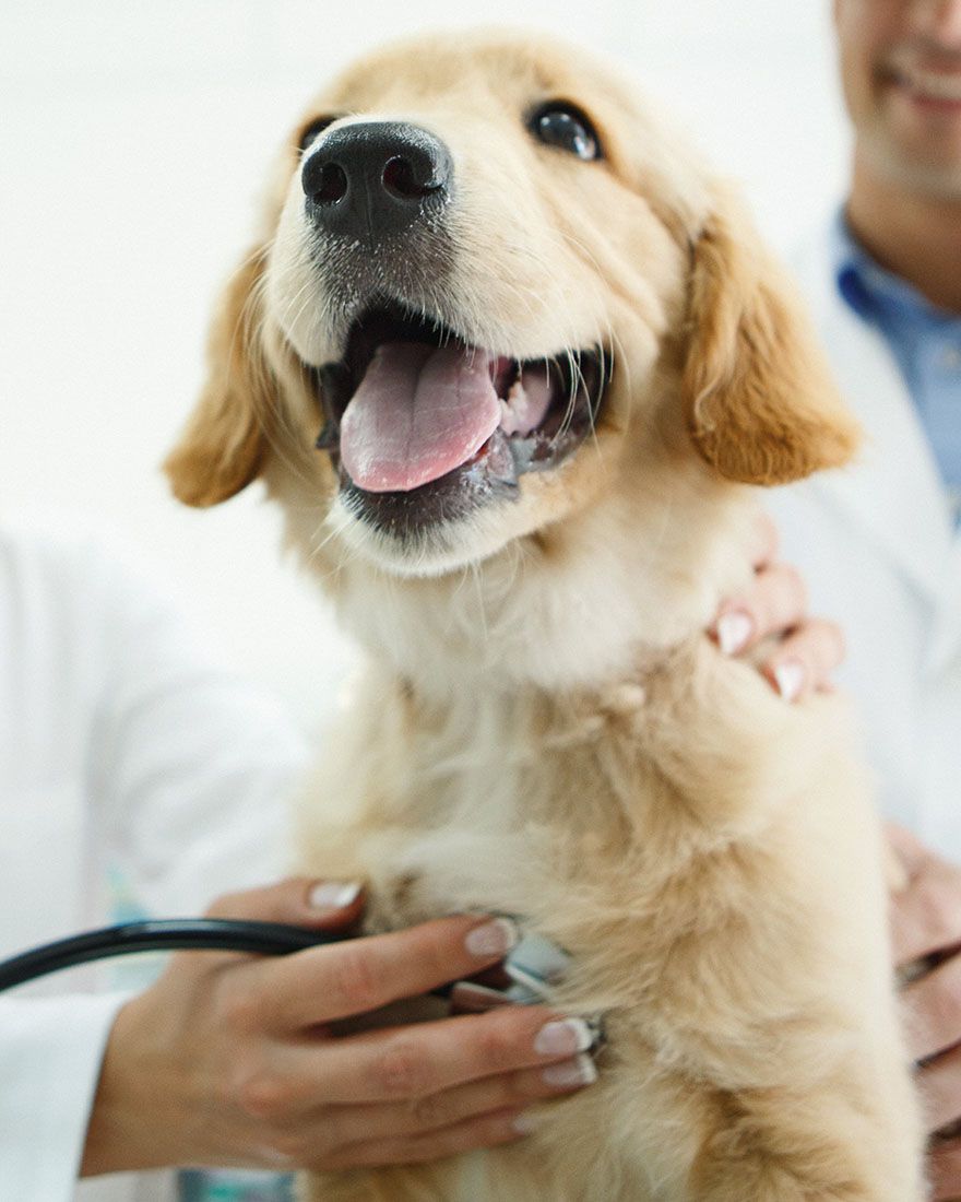 veterinarians wearing white coats checking yellow labrador retriever puppy with a sthetoscope at city vet veterinary clinic