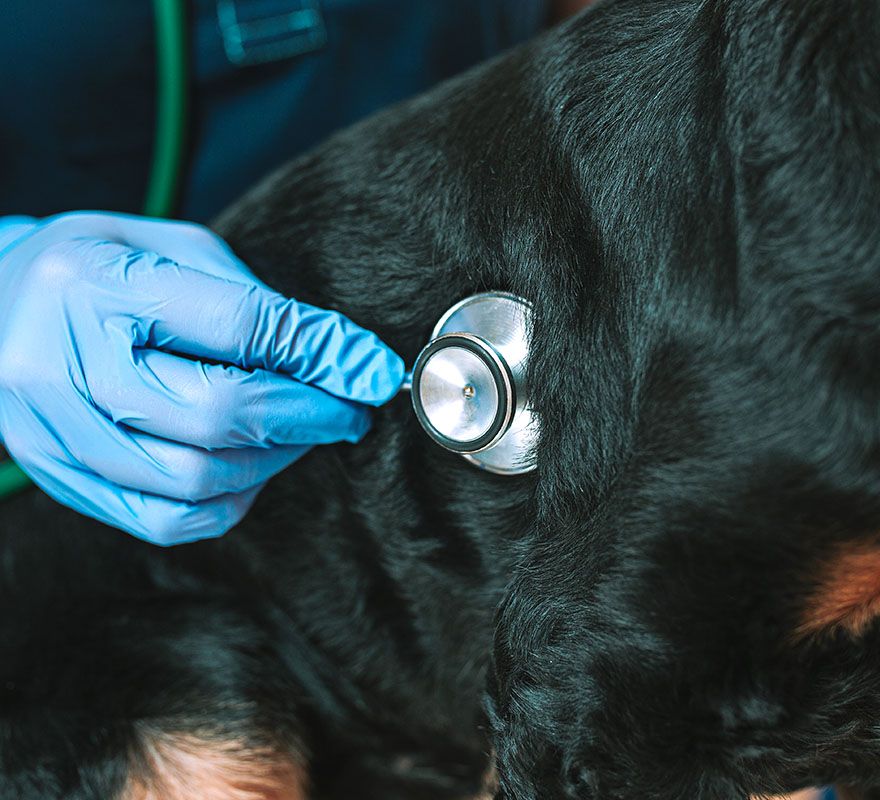 veterinarian with blue gloves checking black dog with a stethoscope at city vet veterinary clinic