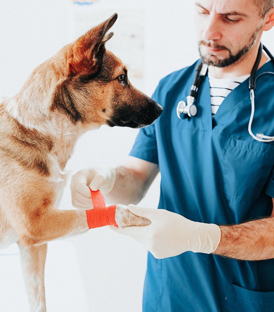 veterinarian wearing blue coat putting bandage on dog's paw for injury at city vet veterinary clinic