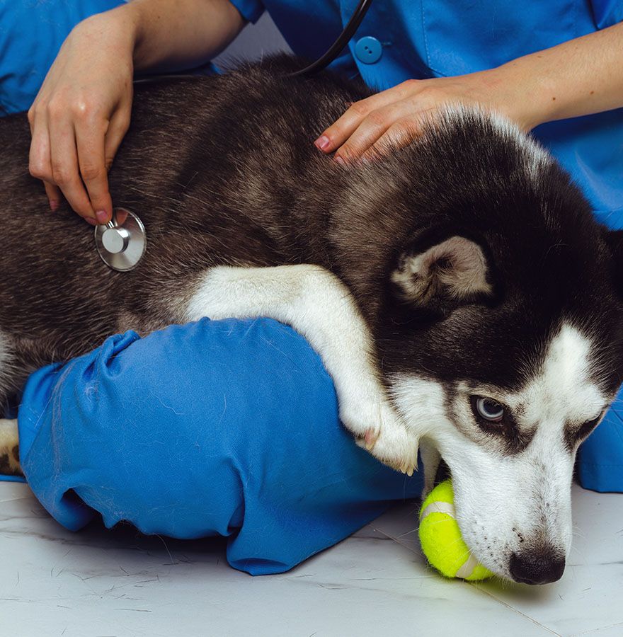 siberian husky dog with a green ball in his mouth being checked by a veterinarian wearing a blue coat with a stethoscope at city vet veterinary clinic