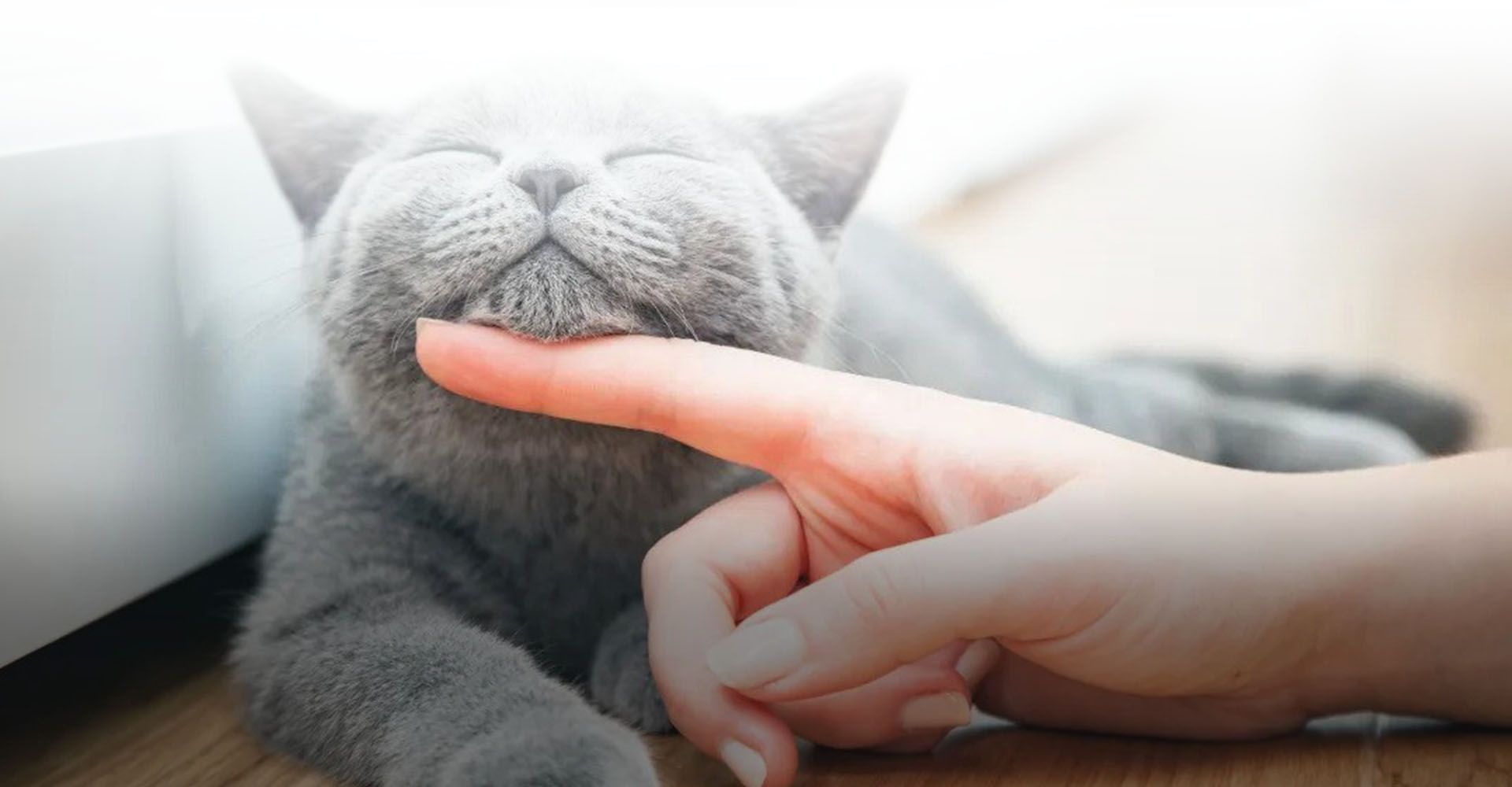 woman's hand stroking gray cat at city vet veterinary clinic