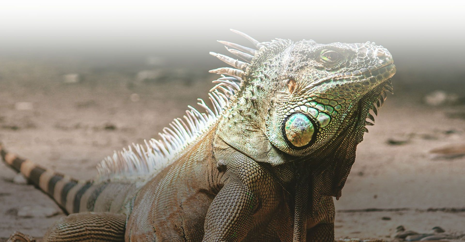 green iguana sideways looking at camera on the dirt ground at city vet veterinary clinic