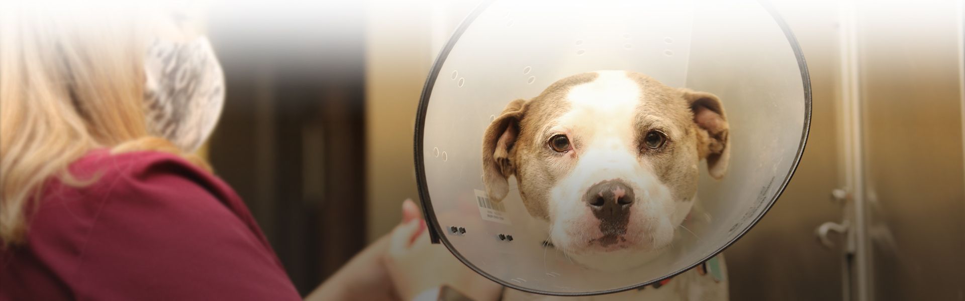 vet tech caring for a pitbull dog after its surgery at city vet veterinary clinic